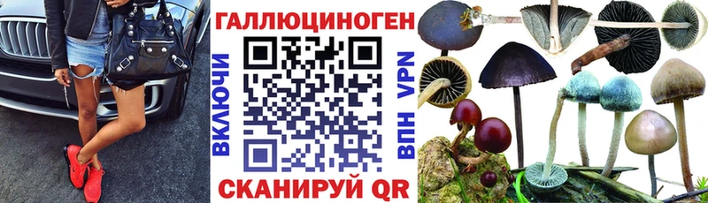 Псилоцибиновые грибы Psilocybe  Купить где  Орлов 